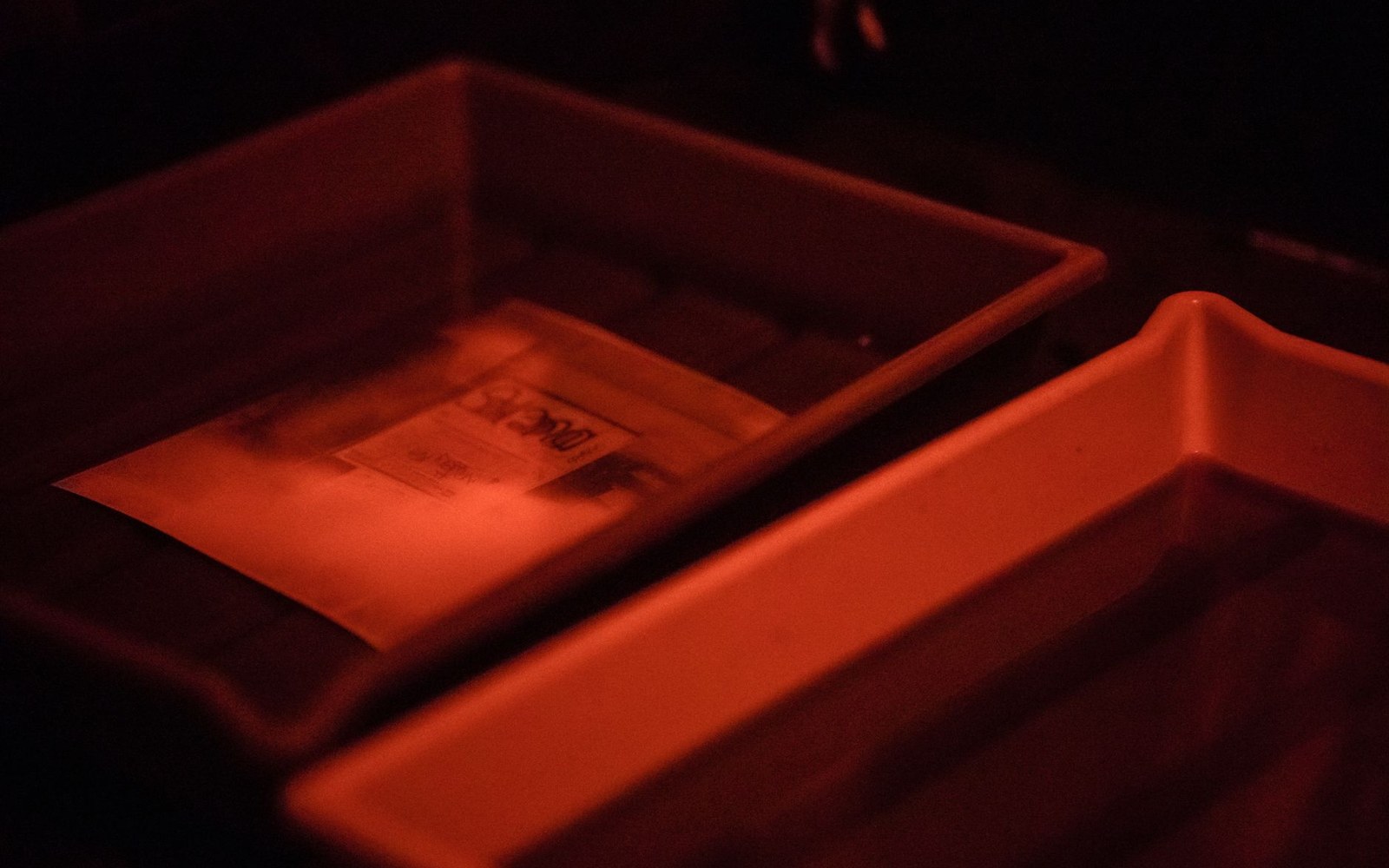 Photographic print soaking in a developing tray under red darkroom safelight
